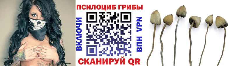мега ТОР  Благодарный  Галлюциногенные грибы ЛСД  как найти  